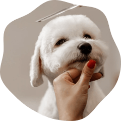 Lavodog